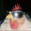 chicken with glasses