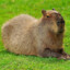 Comrade Capybara