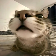 КакВсегдаКотик