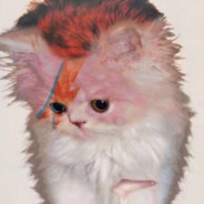 ⎛⎝Jamie Vikoi⎠⎞