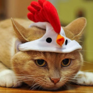 Poulet-Chat