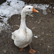 AAA驴肉批发老杨