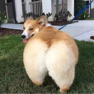 Doggo