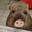 Senior Pumba