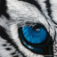 Eye of the tiger