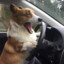 Corgiii