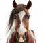 The Horse