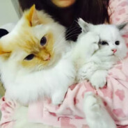 每根头发都ฅ失眠ฅ