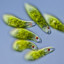 Euglena viridis