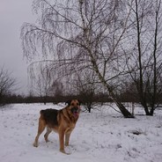 Gusia