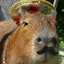 Gooch Marmot