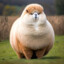 Fattest_Llama