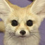 StormTheTeaFox