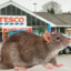 Fresh Rat From Tesco