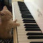 pianist the cat