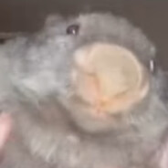 Bóbr