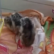 Хомячий паровоз