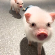 离余恋