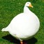 Obese_Geese
