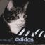 Kot w Adidasach