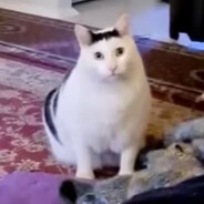 没有之一