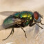 Fly-Ry