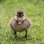 AngryDuckling