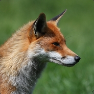 fox