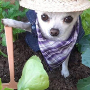 квашонка рулит