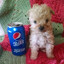 perrito