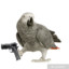 gun bird