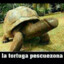 La Tortuga Pescuezona