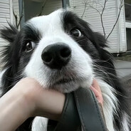 癞蛤蟆要吃天鹅肉