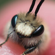 inzy (bug)