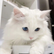 日系少女八嘎酱