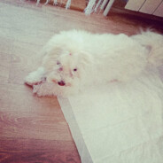 𝘾𝙧𝙚𝙥𝙥𝙪𝙨