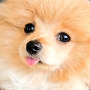 Kong avatar