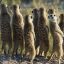 meerkatmob