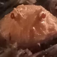 chonkus herbertus