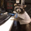 Office Racoon