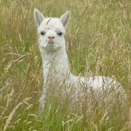 非常规大师 大南瓜