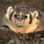 Malicious Conniving Badger