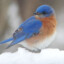 bluebird