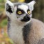 LEMUR