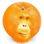 MangoMonkey