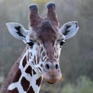ABlueGiraffe