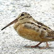 MEEP BIRD