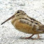 MEEP BIRD