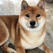 Pikolo В ДЕЛЕ