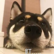 想想振哥怎么玩